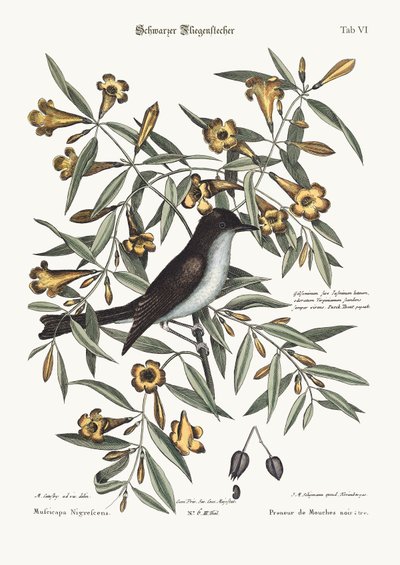Il pigliamosche capinero, 1749-73 da Mark Catesby